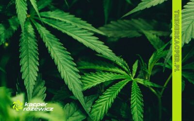 Czy marihuana pomaga w treningach?